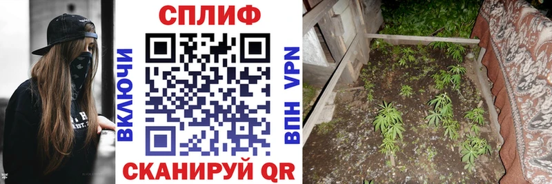 Каннабис VHQ  продажа наркотиков  Асино 